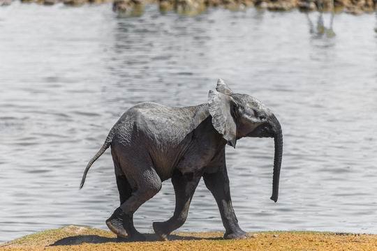 Busmanok földje, Viktória vízesés, Okavango delta