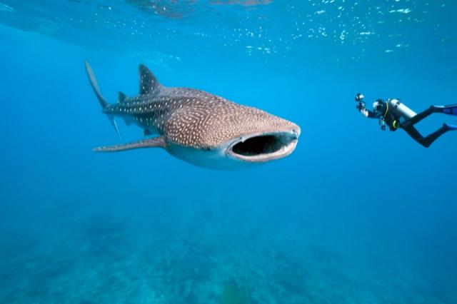 shutterstock_70078366