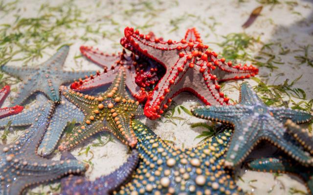 diamonds_mapenzi_beach_gallery_40