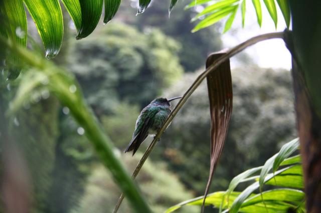 hummingbird-3621643_960_720