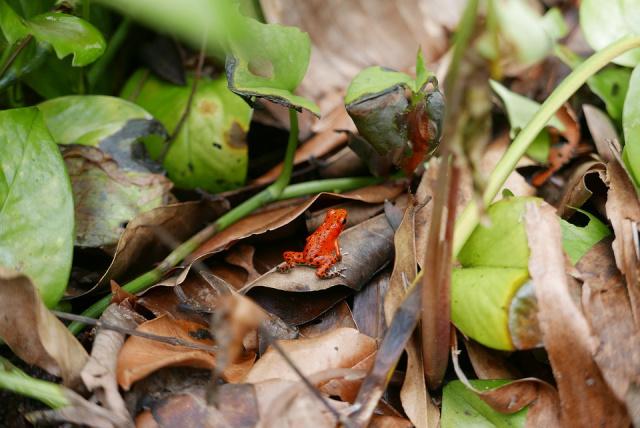 frog-736438_960_720