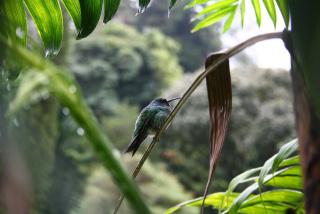 tn_1675169585_hummingbird-3621643-960-720
