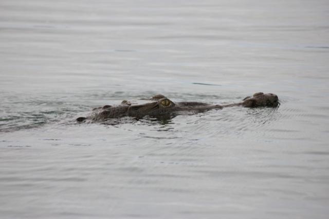 lizard-4101275_960_720