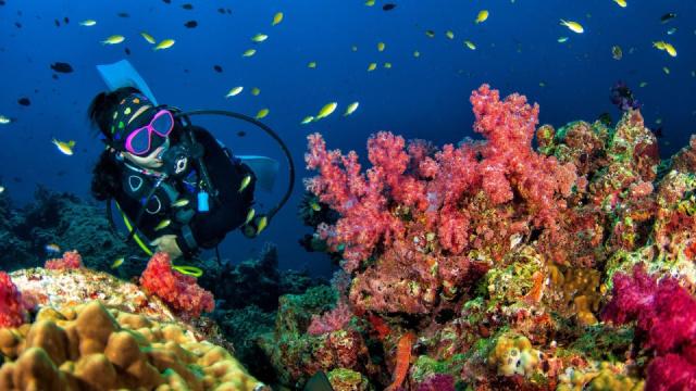 Scuba_Diver_Soft_Coral