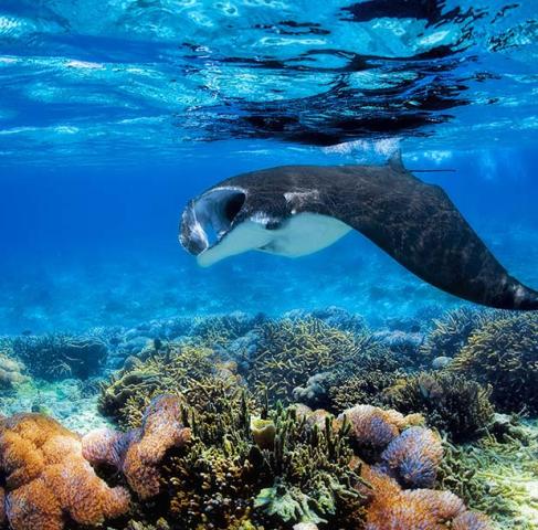 manta_snorkel_square