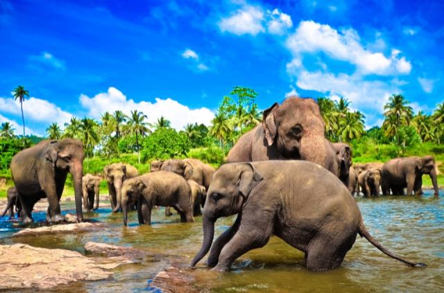 Egzotikus Srí Lanka - körutazás tengerparti pihenéssel (Kalutara/ 4* Turyaa Kalutara)