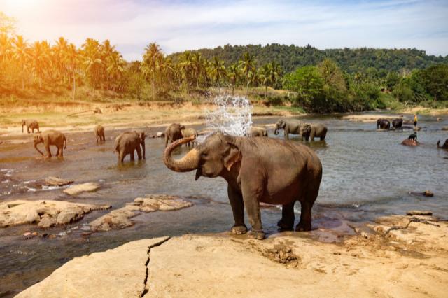 Egzotikus Srí Lanka - körutazás tengerparti pihenéssel (Kalutara/ 4* Turyaa Kalutara)