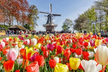 hollande-rhin-parc-keukenhof-moulin-tulipes-laurens-lindhout