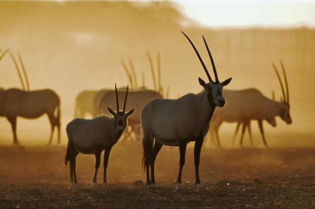 Sir Bani Yas Island - Arabian oryx