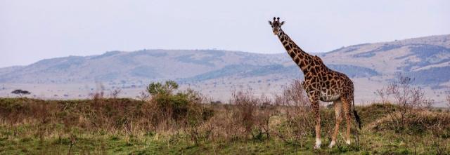 maasai-mara-7446949_1280-2v