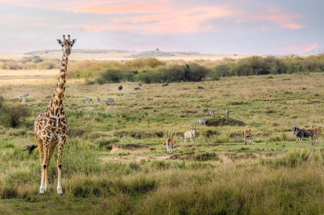 giraffe-7228742_1280