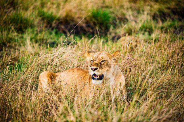 lion-7905469_1280