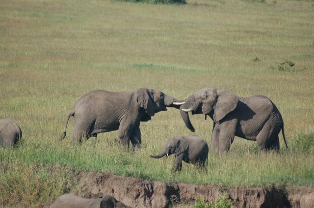 elephants-5133787_1280