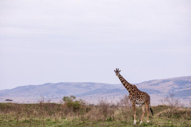 maasai-mara-7446949_1280