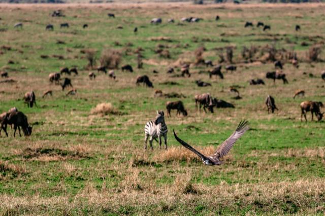 wild-animals-7446913_1280