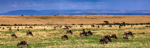wild-animals-7446915_1280-2v