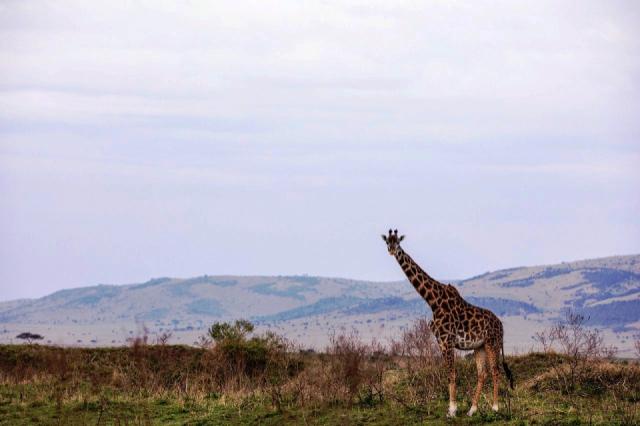 maasai-mara-7446949_1280