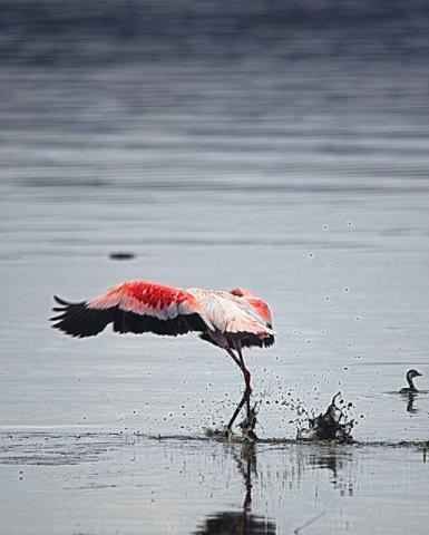 flamingo-5266043_1280