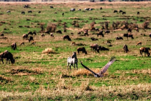wild-animals-7446913_1280