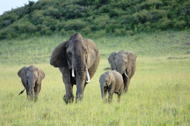 elephant-2741176_1280