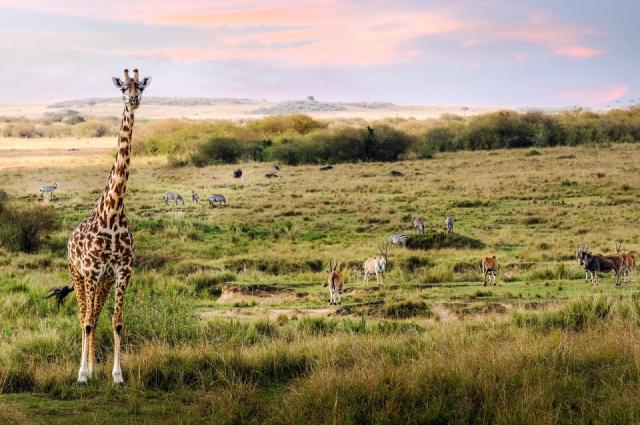 giraffe-7228742_1280
