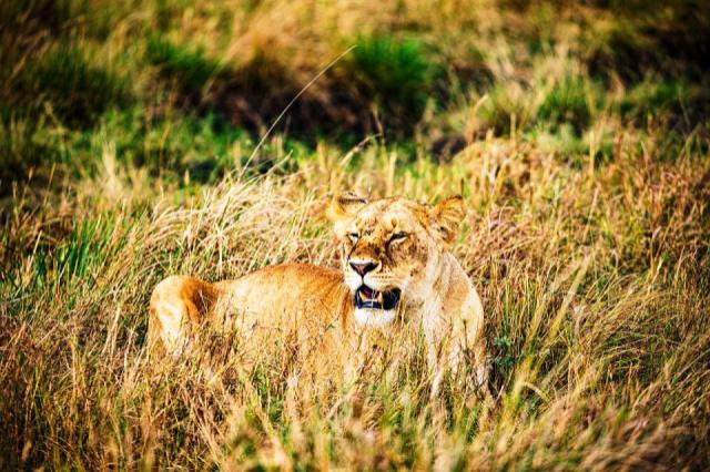 lion-7905469_1280