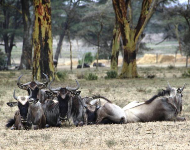 wildebeest-637806_1280
