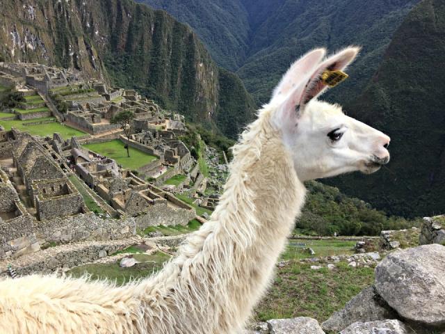 llama-1911541_1280