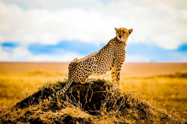 RS9290_shutterstock_723237085-scr