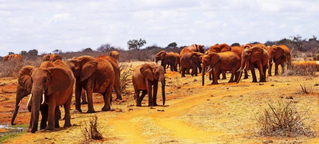 africa-5090556_1280