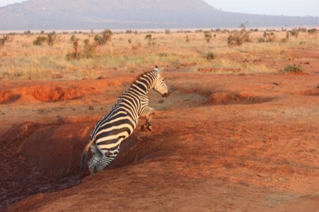 zebra-111699_1280