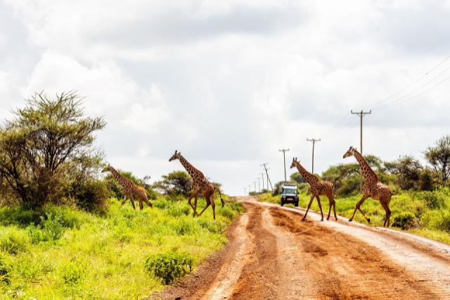 amboseli-4744085_1280