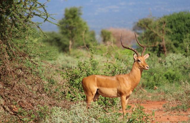 gazelle-2242886_1280