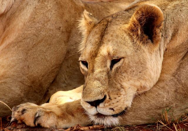 lion-2241361_1280