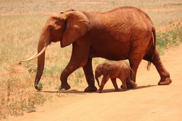 elephant-175798_1280