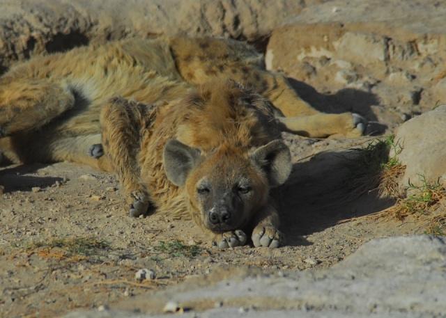 hyena-4474661_1280