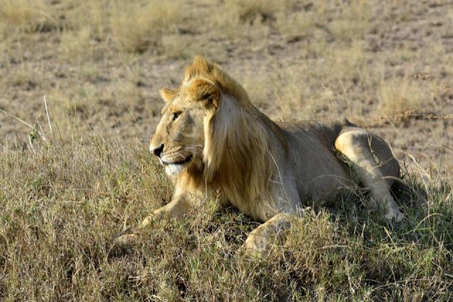 lion-650634_1280