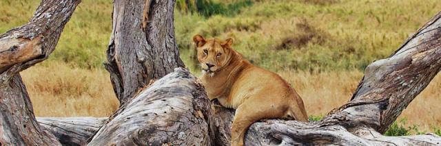 serengeti_lion