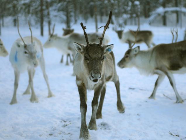 reindeer-4755829_1280