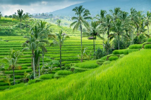 Bali Heritage_Jatiwulih rizsteraszok2