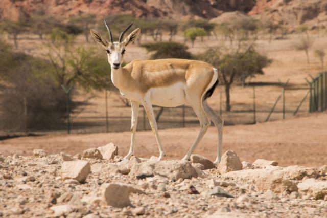 Sir Bani Yas sziget