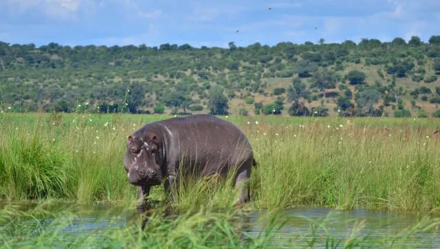 afrique-du-sud-parc-national-chobe-hippopotame01-eric-vancleyne