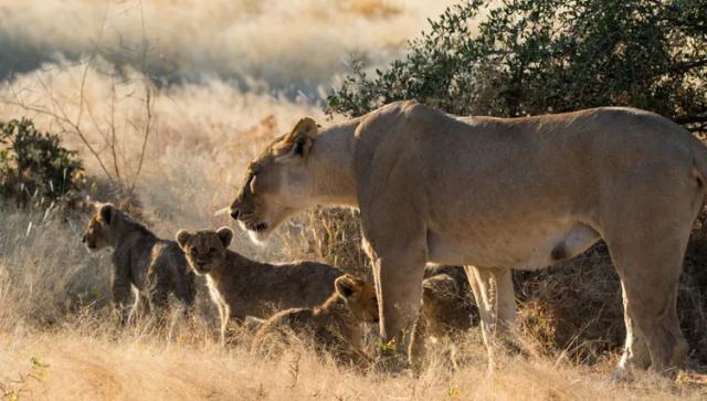 afrique-namibie-lionne-lionceaux-charles-estour