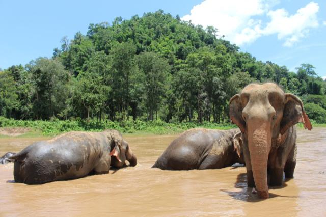 elephants-