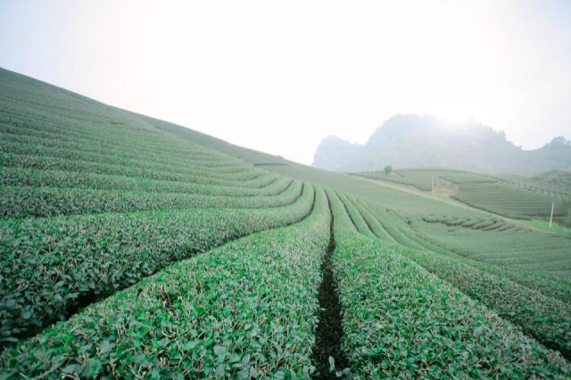 tea-doi