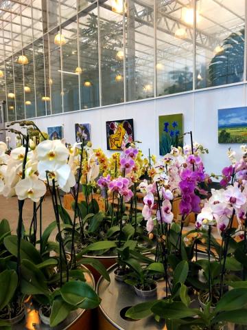 orchidea_dobronak-2