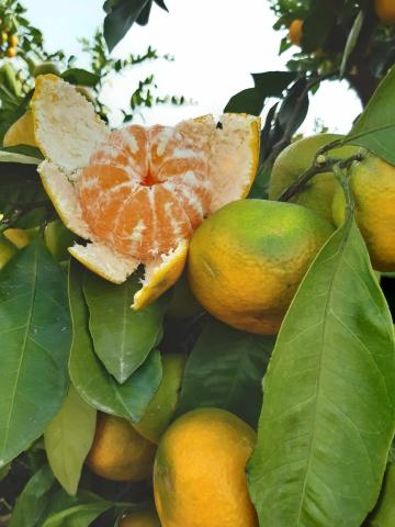 Prosi - Mandarin