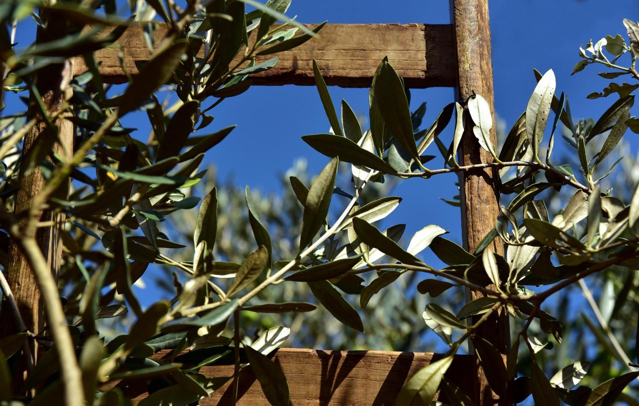 wooden-ladder-38030171920
