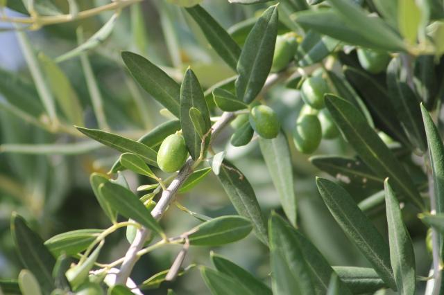 olive-26112841920