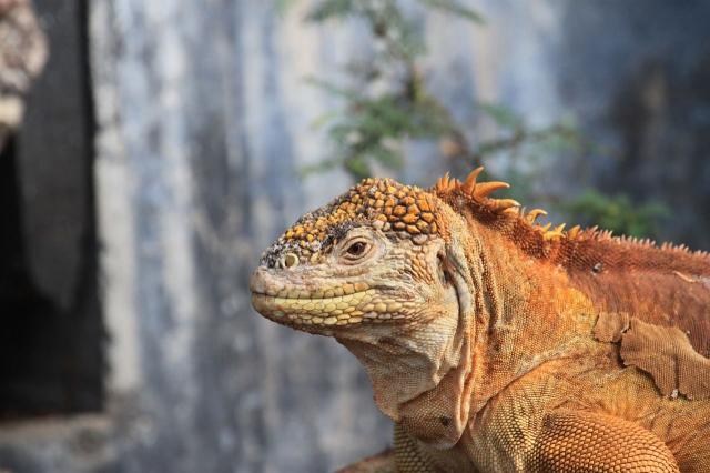 Iguana
